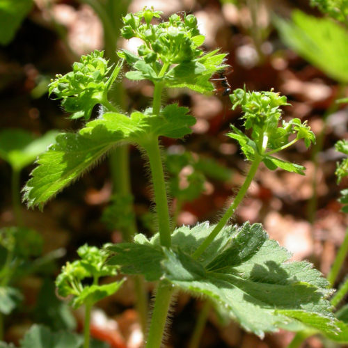 Alchémille commune - Alchemilla vulgaris - 10 ml
